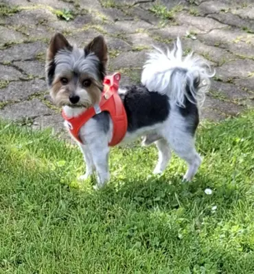 Biewer-Yorkshire Terrier  Deckrüde