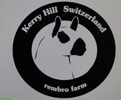 Kerry Hill Schafe und Texel zu verkaufen