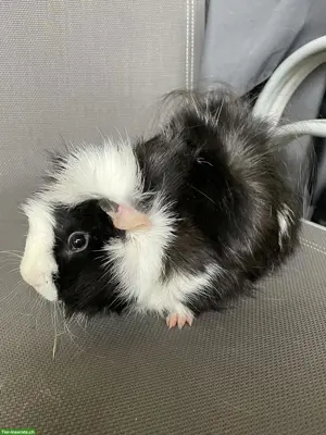Schöner Meerschweinchen Bub