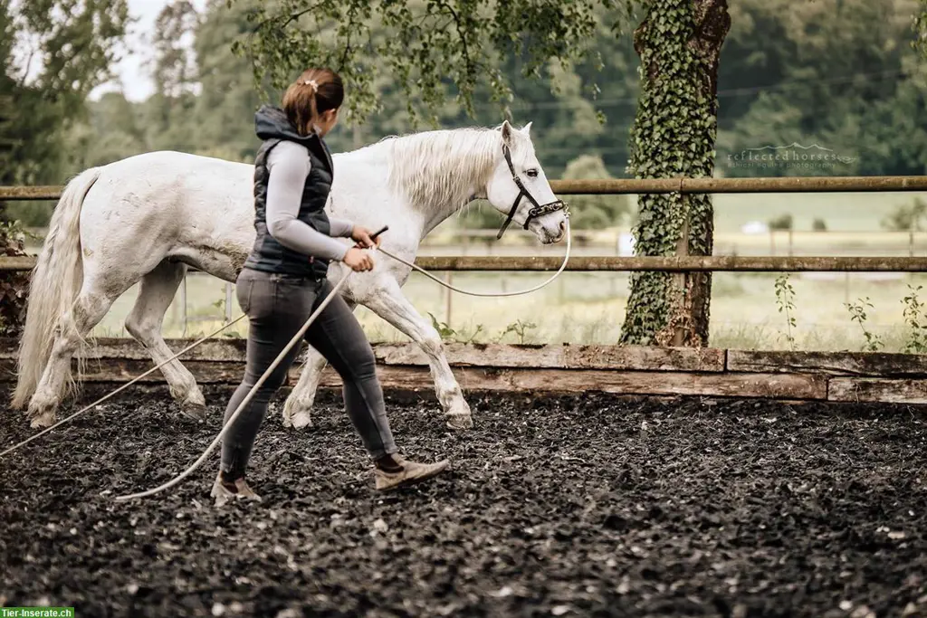 Mobiler Unterricht REITEN und BODENARBEIT (Osteopathin i.A.)