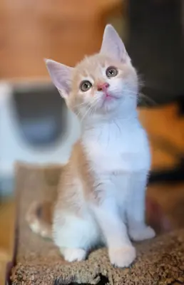 Maine Coon Mischlinge