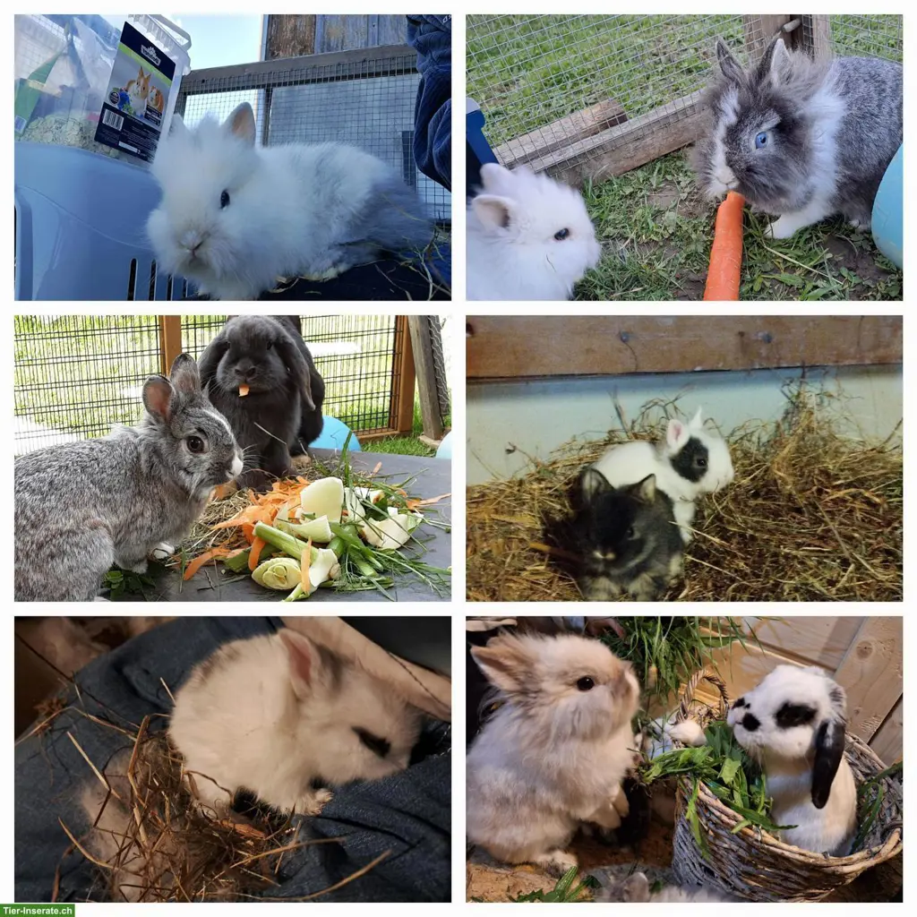 Löwenkopf, Zwergwidder, Zwergkaninchen Hobbyzucht