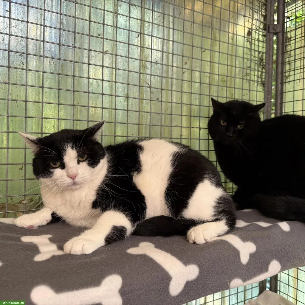 Chili & Lexi, Freigängerkatzen suchen gemeinsam ein Zuhause