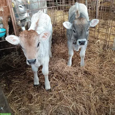 VERKAUFE BIO Milchvieh-Remonten: Simmental C 60, Rätisches Grauvieh