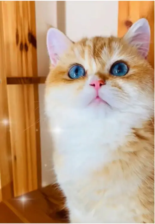 BKH Chocolate Golden DBE Kater Dominant Blue Eyes zur Zucht