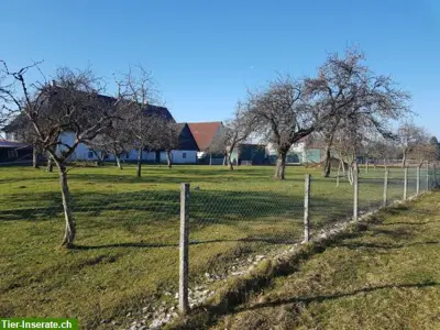 Pferdeboxen + Offenstall frei ideal für Gnadenbrotpferd, Rehapferd