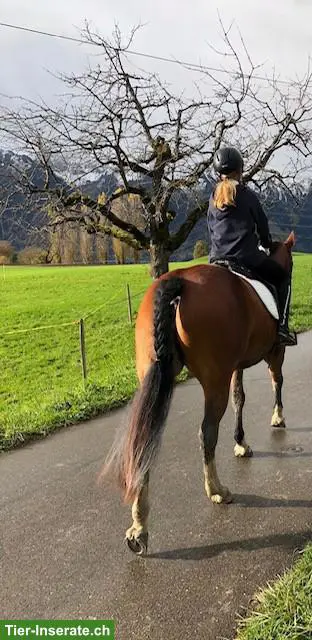 Reitbeteiligung gesucht, Umgebung Thierachern BE
