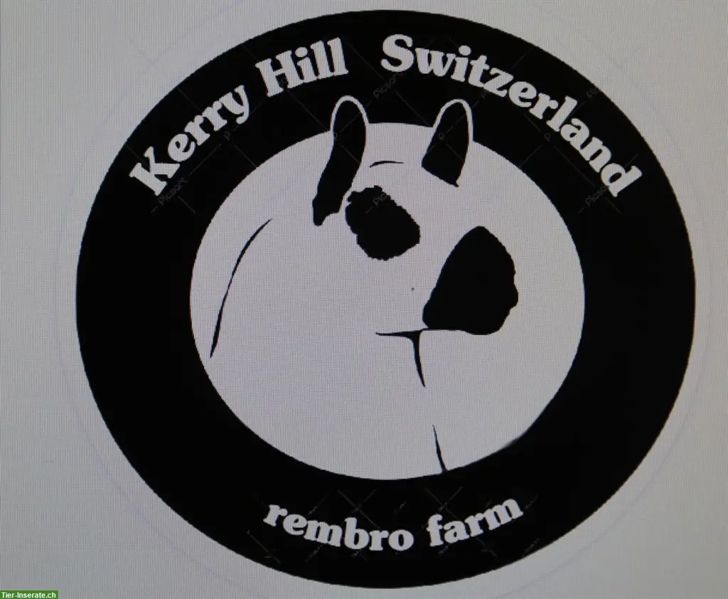 Kerry Hill Schafe und Texel zu verkaufen