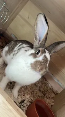 Kaninchen zu verkaufen