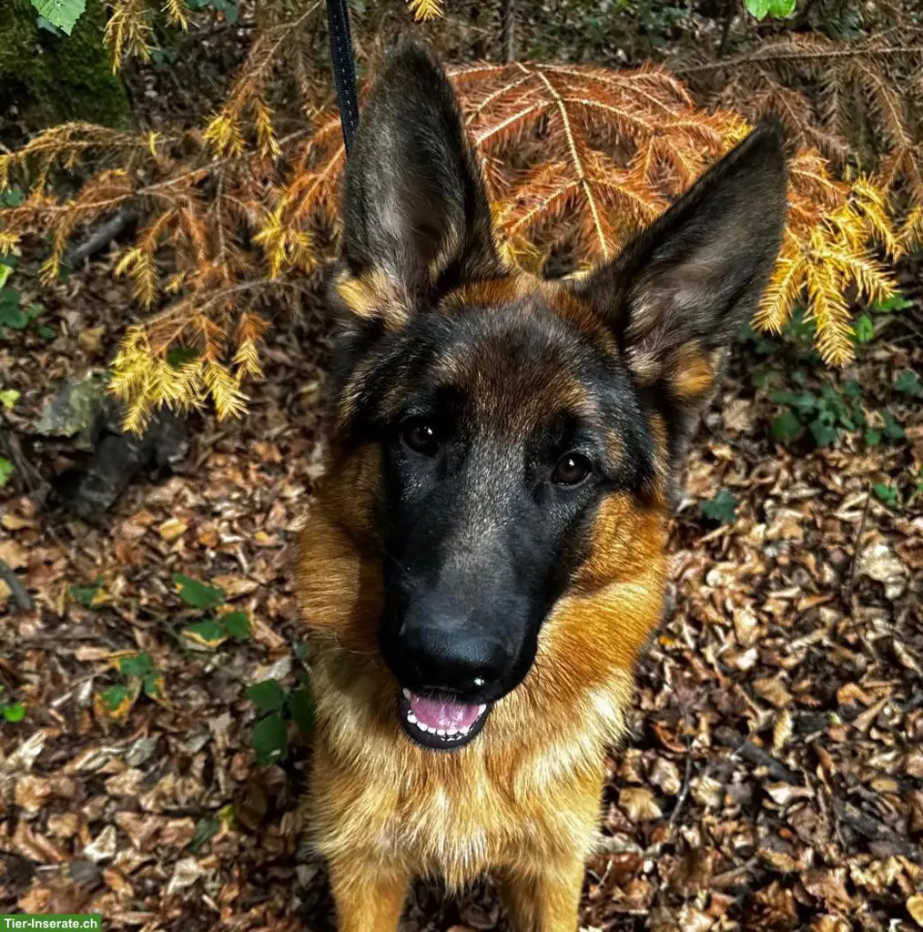 Deutscher Schäferhund, 6 Monate, Rüde, mit FCI-Ahnentafel
