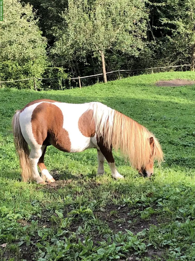 Biete Pflegepferd (Kleinpferd und Ponys), Dicken bei Degersheim SG