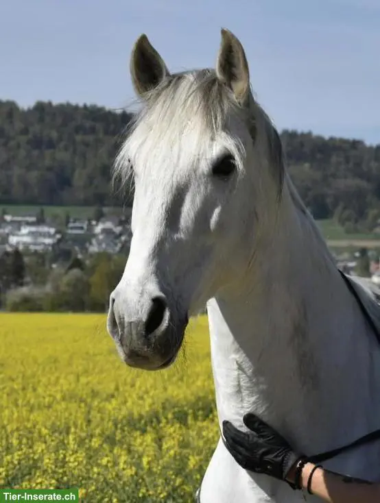 Reitbeteiligung für Andalusier Wallach in Regensdorf ZH