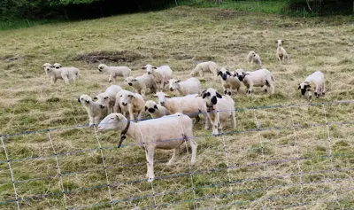 Walliser Schwarznasenschafe X Weisses Alpenschaf, aus Bio-Betrieb
