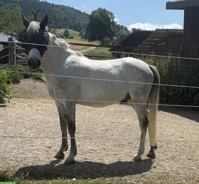 Reitbeteiligung für Hispano-Araber, Oberes Baselbiet