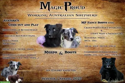 Australian Shepherd Welpen | Wurfankündigung