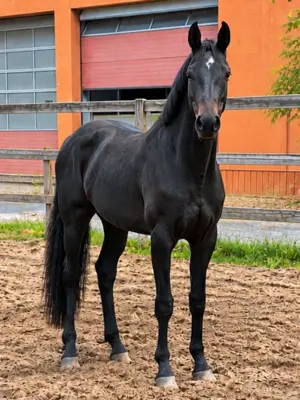 Bewegungsstarke Jungstute aus Grand Prix/Elitestamm