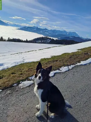 Hundebetreuung, Hundespaziergang