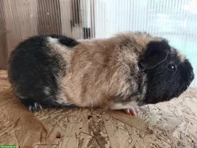 Wolly Cuy Riesenmeerschweinchen, auch in California