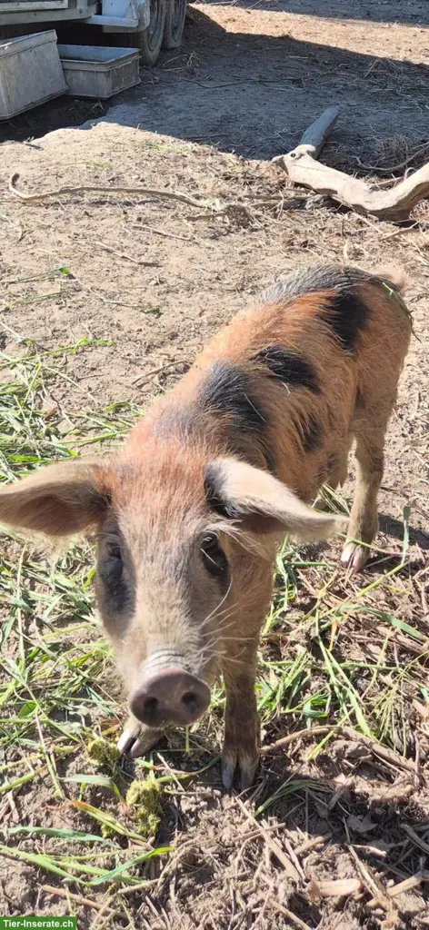 1 junger Eber und 3 junge Sauen der Rasse Schwarzes Alpenschwein