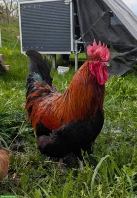 Prächtiger, lieber Marans-Hahn "Egloff" sucht Lebens- oder Pflegeplatz