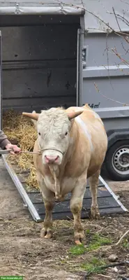 Handzahmer Hinterwälder Stier zu vermieten
