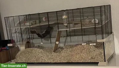 3 kleine Rennmäuse suchen ihr neues Zuhause