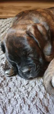 Boxer Welpen