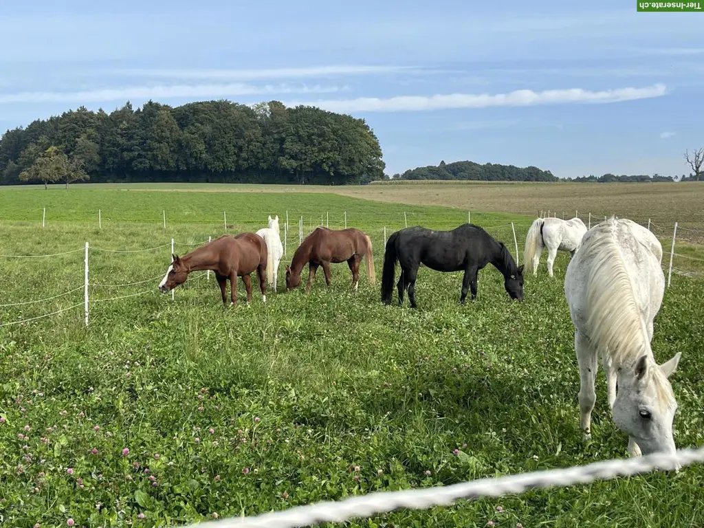 Reitbeteiligung auf Pferdehof im Thurgau