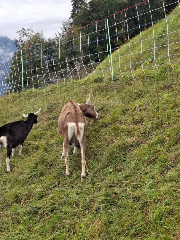 BIO Kreuzungsziegen