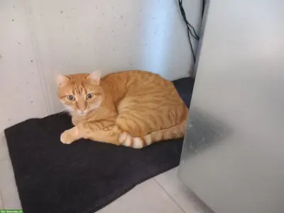 Katze vermisst, roter Tigerli Kater | Arni AG