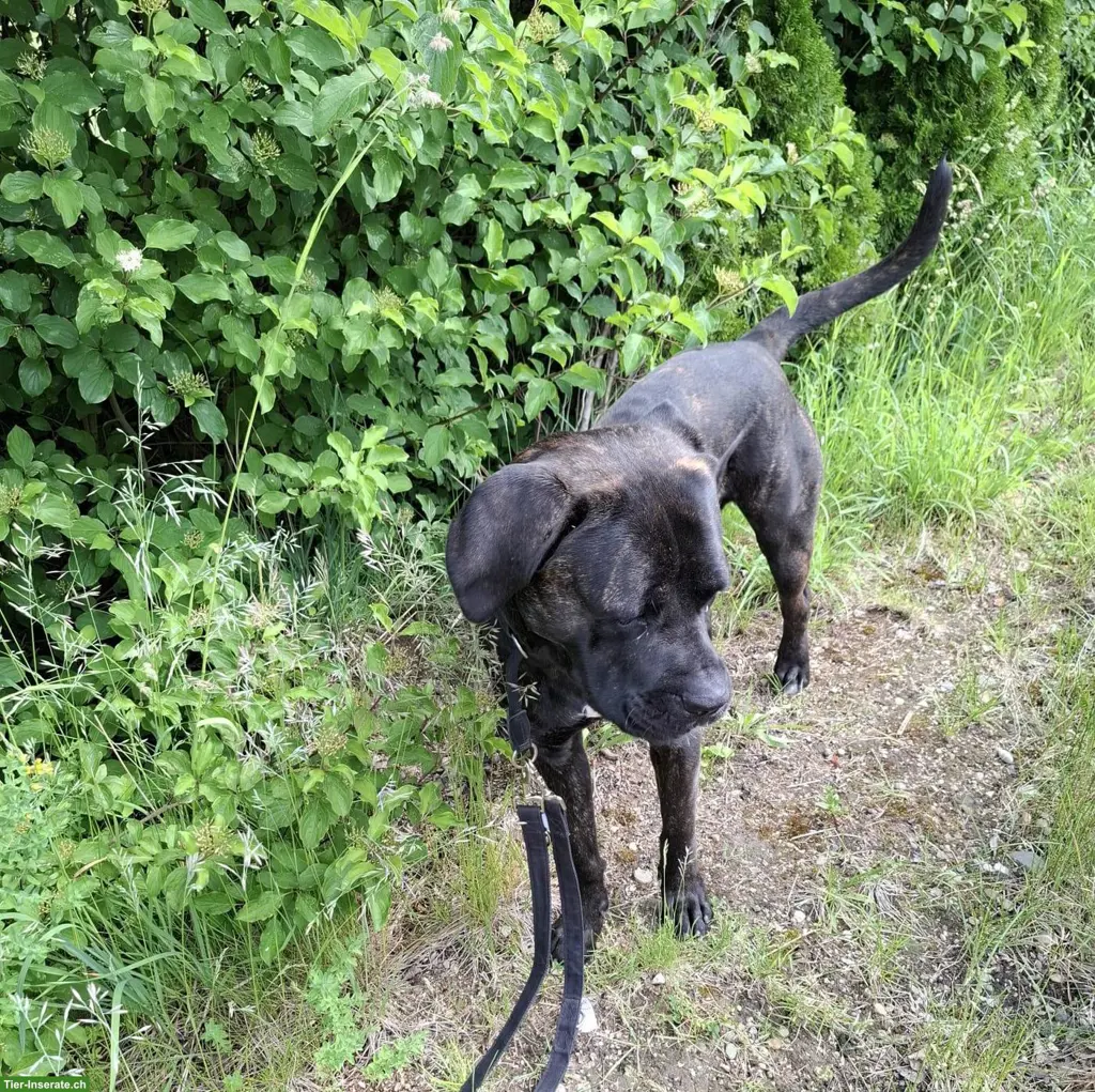 Reinrassiger Cane Corso Rüde sucht liebevolles Zuhause