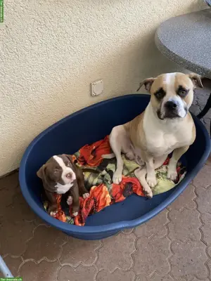 Aktuell Welpen zur Abgabe - Hundebetreuung, Ferienplätze frei