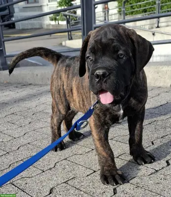 Süsse Cane Corso Welpen reinrassig suchen Lebensplatz