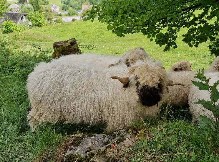 Walliser Schwarznasenschaf-Bock, 2,5 jährig, aus Bio-Betrieb