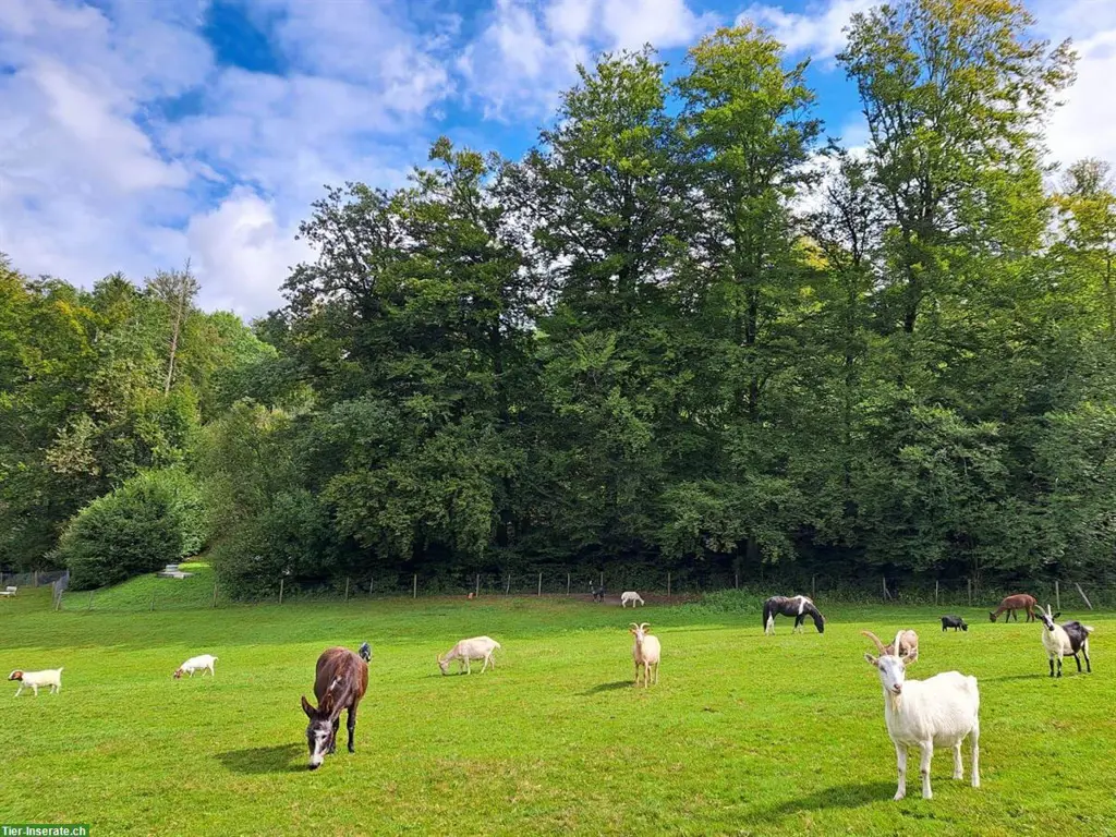 Praktikumsstelle auf Gnadenhof in Safenwil, (50% morgens)