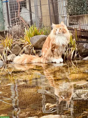 Maine Coon Kater, 3-jährig sucht neuen Wirkungskreis