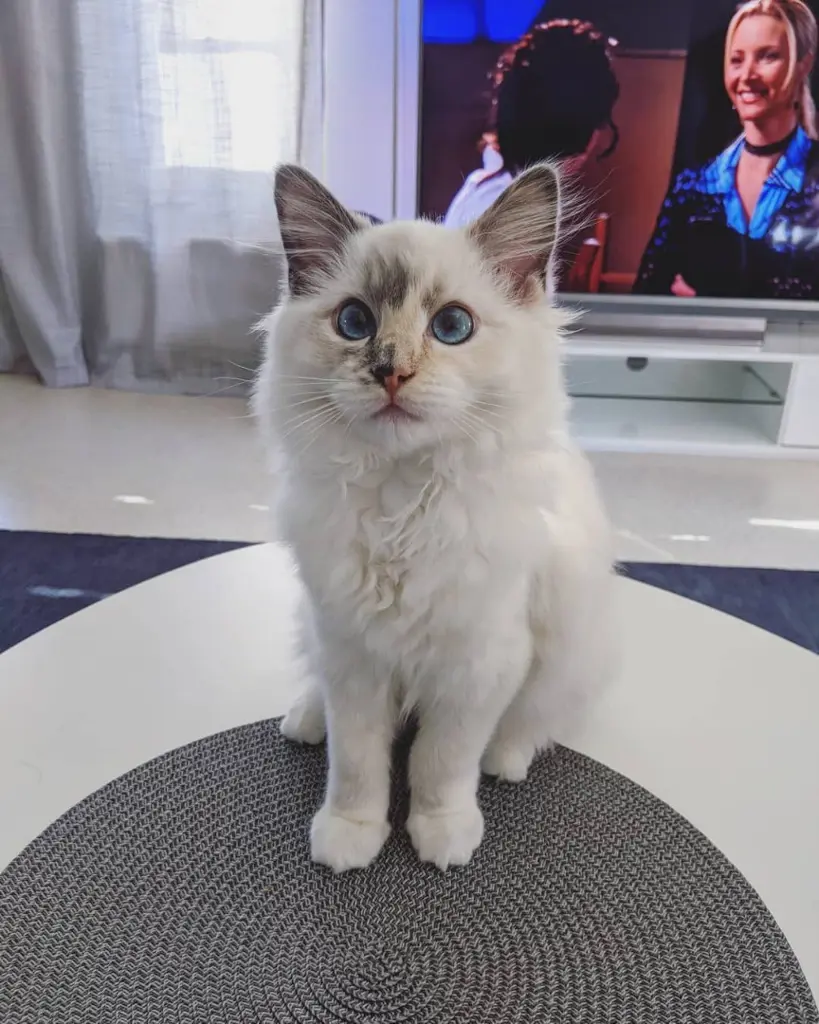 6d14d9f9-8460-404b-9df5-f6b43ef9f55d-Ragdoll cats (20).jpg