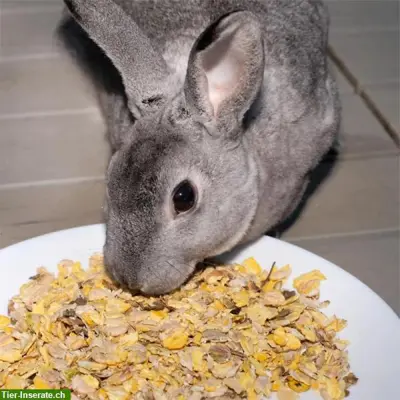 Süsslupinen Snack für Kaninchen und Nager