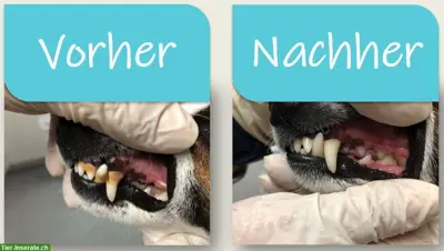 🐶 Zahnsteinentfernung für Hunde ohne Narkose