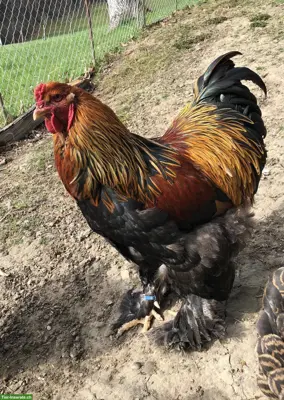 Brahma Hahn, rebhuhnfarbig gebändert