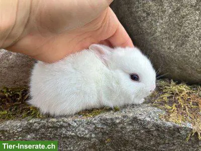 Junge, zutrauliche Zwergkaninchen, verschiedene Rassen & Farben