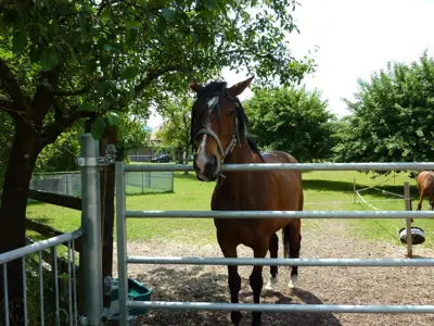 <Reitbeteiligung für unser Pferd in Mattstetten