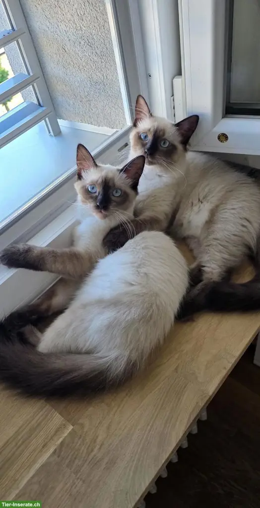 2 zuckersüsse Heilige Birma Kitten suchen liebevolles Zuhause