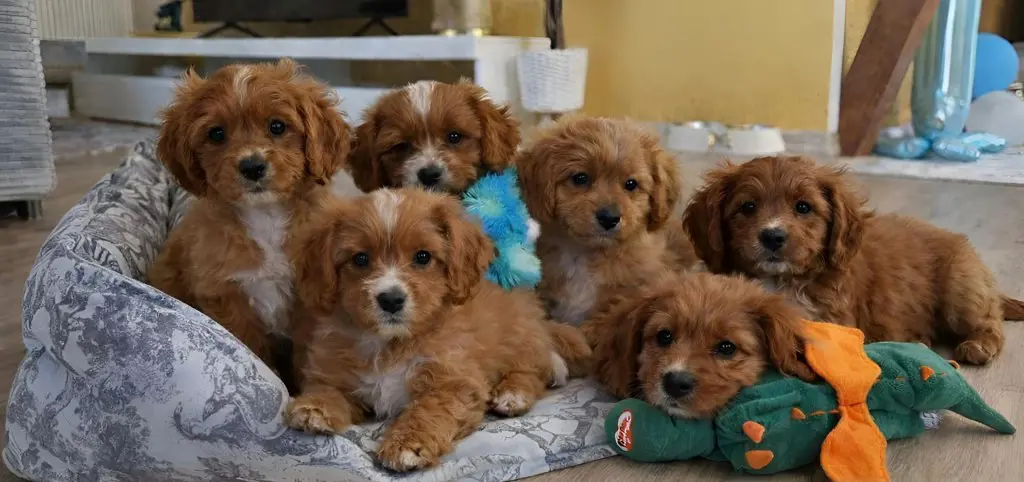 Cavapoo's