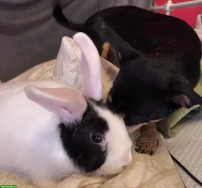 Hase sucht neues Zuhause