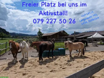 Platz frei in Aktivstall / Offenstall, Zollbrück BE