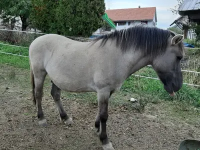 Konik Wallach zu verkaufen