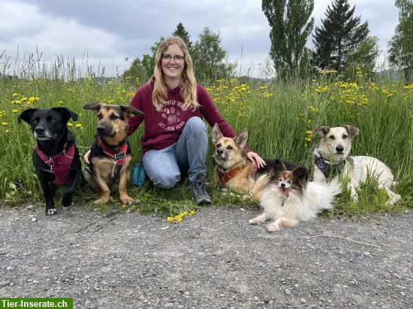 Hundetagesbetreuung, Spazierdienst & Ferienbetreuung bei Ihnen zuhause