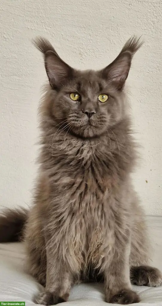 Wunderschöner Maine Coon Kater sucht ein liebes Zuhause