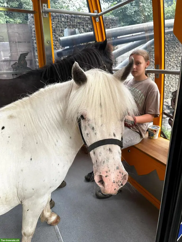 Shetty Stute Fem, 11-jährig